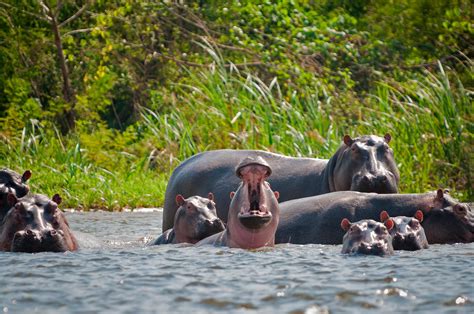 pablo escobar hippopotame